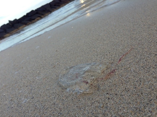 20130504-075657.jpg